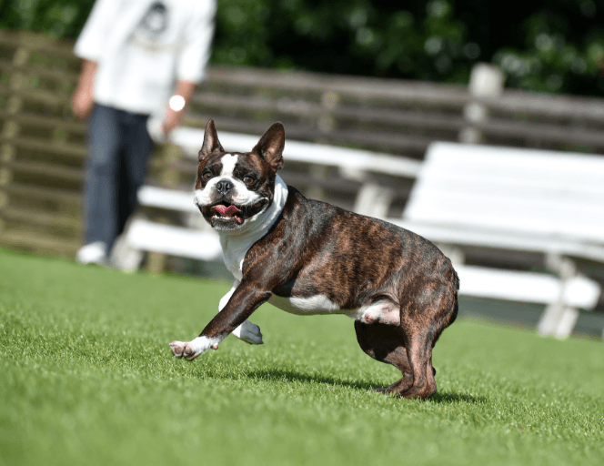 愛犬のためのドッグラン